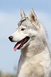 SIBERIAN HUSKY 312
